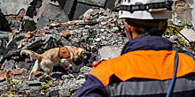 Четвероногие спасатели: как собак обучают искать людей под завалами?