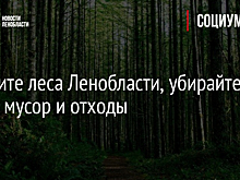 Берегите леса Ленобласти, убирайте за собой мусор и отходы