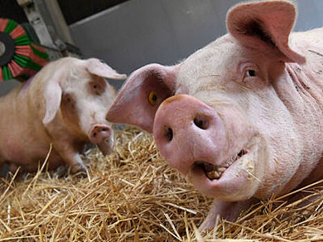 Британские врачи начнут пересаживать органы свиней младенцам
