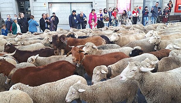 Через центр Мадрида прогнали полторы тысячи овец