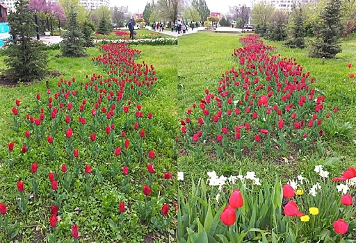 Ростов-на-Дону претендует стать тюльпановой столицей России: горожан восхитили реки цветов