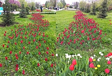 Ростов-на-Дону претендует стать тюльпановой столицей России: горожан восхитили реки цветов