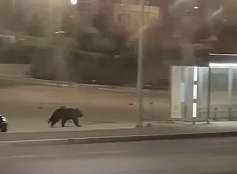 Медведь явился в один из городов Пермского края