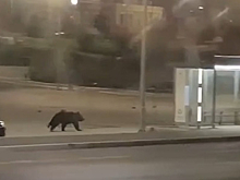 Медведь явился в один из городов Пермского края