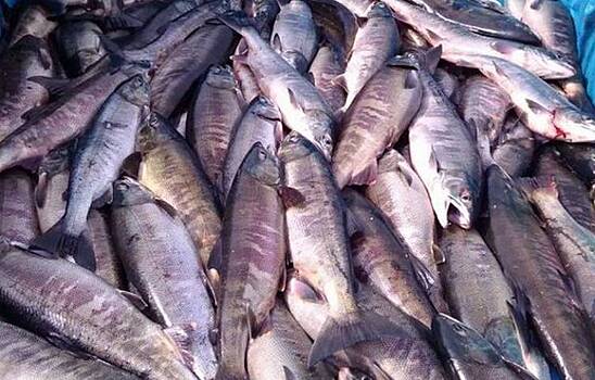 Из-за спиртового привкуса в Приморье забраковали 26 партий рыбной продукции