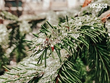 17 января в Курске ожидается +3°С и мокрый снег
