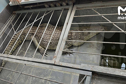 Гендиректор «Обнинск ТВ» держит в офисе крокодила в тесной клетке