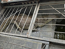 Гендиректор «Обнинск ТВ» держит в офисе крокодила в тесной клетке