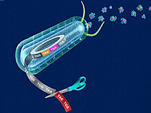 Ученые впервые перепрограммировали геном