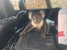 Дерзкая коала попыталась захватить машину австралийца