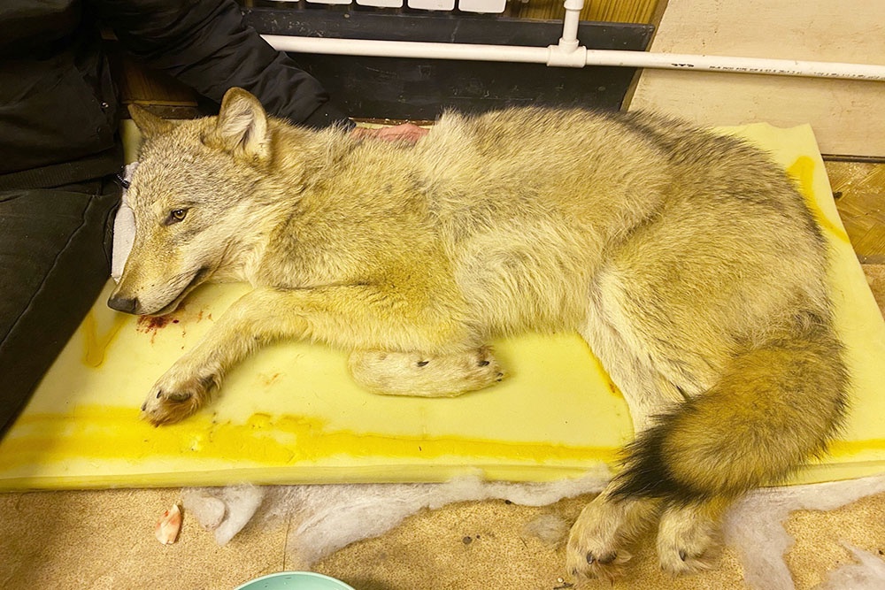 В Прикамье волонтеры спасли волка, приняв его за собаку