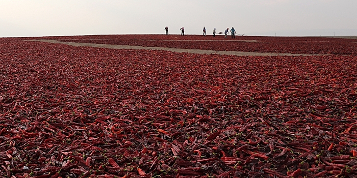 Алое море острого перца в провинции Ганьсу