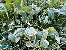 В ночь на 15 октября в Пензенской области ожидаются заморозки