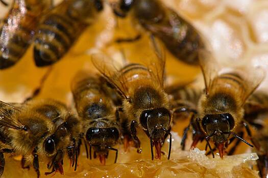 Тысячи пчел устроили налет на магазин меда