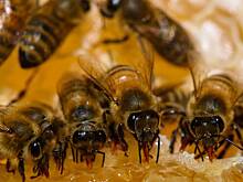 Тысячи пчел устроили налет на магазин меда