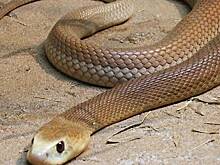 Почему самая ядовитая змея планеты ни разу никого не убила