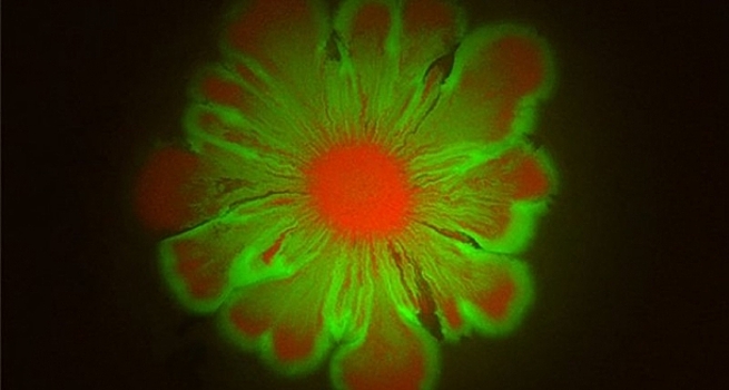 Ученые-биофизики США случайно получили бактериальные «цветы»