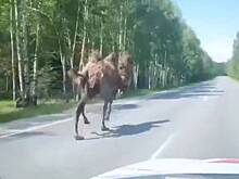 Сбежавшего в Нижегородской области верблюда Вадика заметили на трассе
