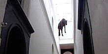 Чучело лошади под потолком Пушкинского музея напугало посетителей