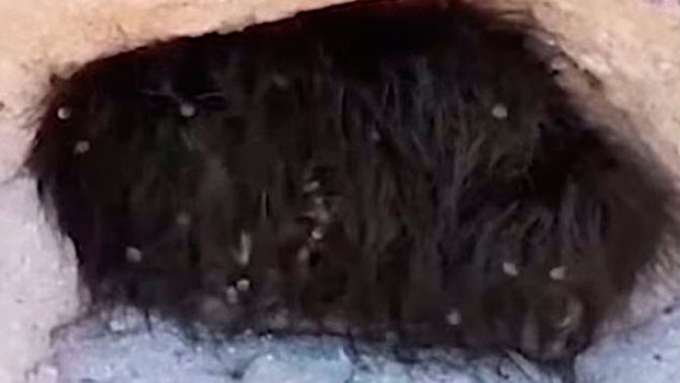 Тысячи мохнатых лапок: туристы сняли на видео нашествие пауков