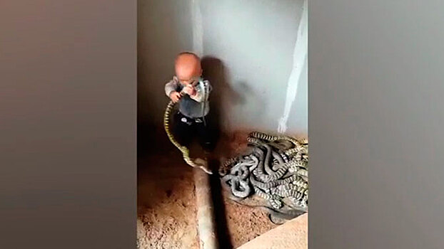 Бесстрашный ребенок играет с гнездом змей на ферме: видео