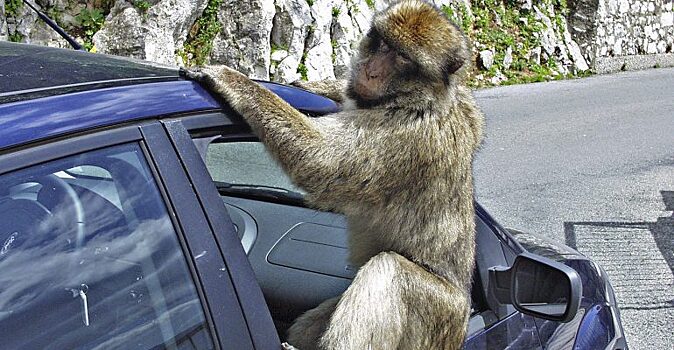 Бабуины сбежали из больницы и испугали прохожих, гуляя по городу