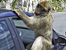 Бабуины сбежали из больницы и испугали прохожих, гуляя по городу