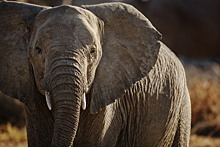 Слон нашел телефон туриста и записал грозное видео