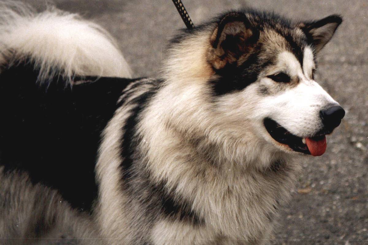 В российском регионе аляскинский маламут напал на младенца