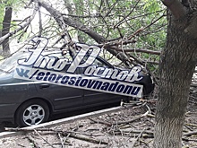 Недоброе утро: в Ростове дерево рухнуло на припаркованный автомобиль