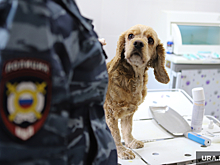 Shot: хозяин запертой в квартире собаки избивал родителей и был судим