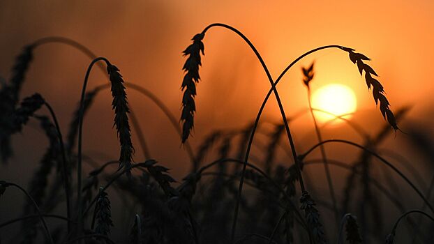 Ситуация на Украине взвинтила цены на пшеницу в Германии