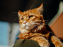 Десятки питомцев отправились из Кузбасса за границу