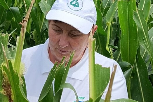 Специалисты Ставропольского филиала Россельхозцентра обследуют семенные посевы кукурузы
