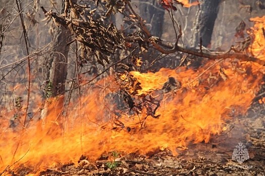 В Хабаровском крае площадь лесных пожаров выросла до 31,5 тыс. га