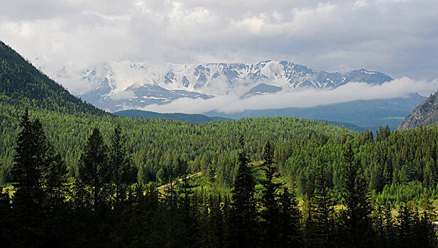 Сосновый бор в окрестностях Горно-Алтайска может стать зеленым щитом