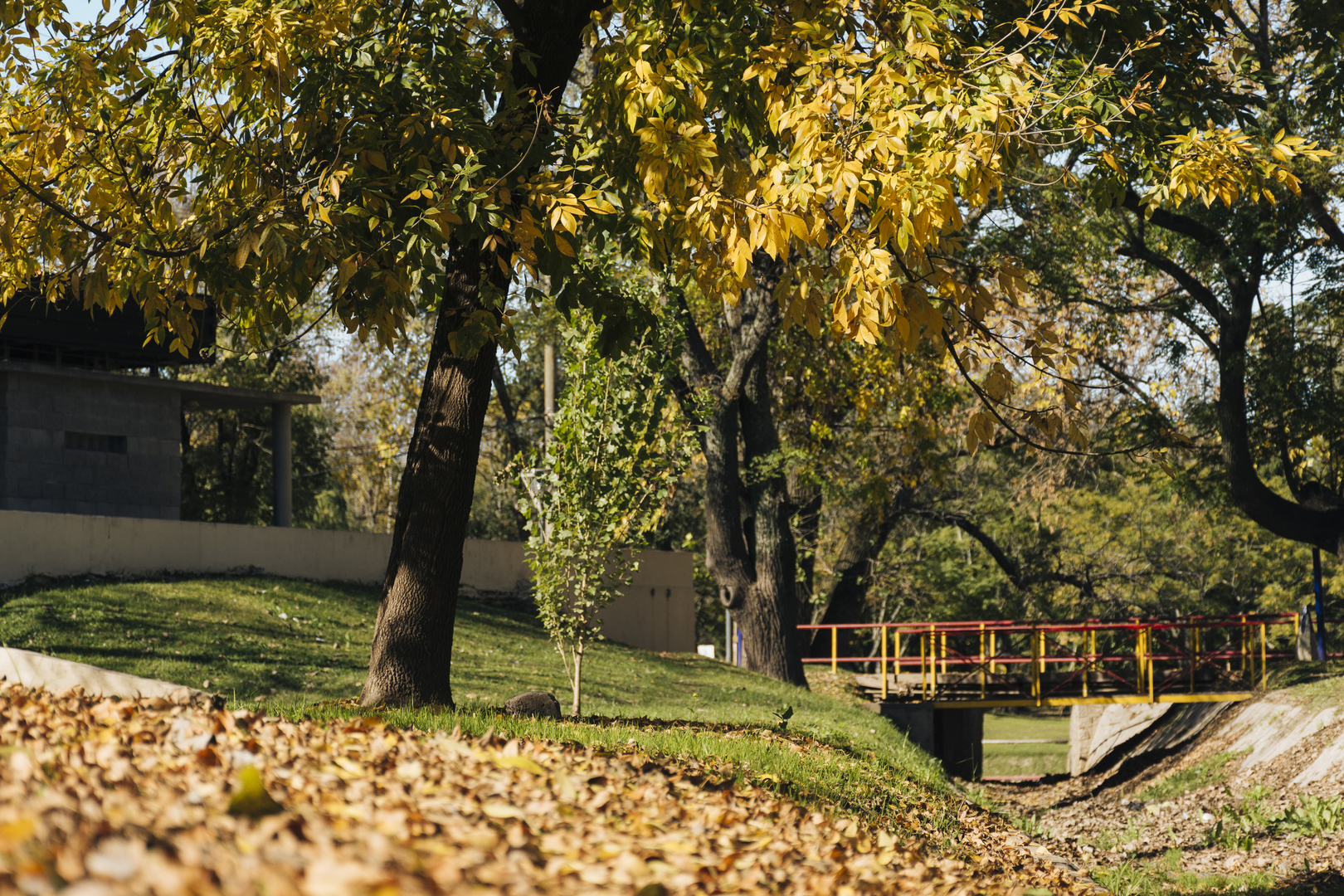 Девушке, на которую упало дерево в Оренбурге, могут ампутировать ноги