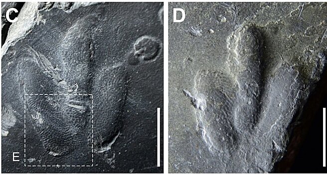 Найдены четкие отпечатки лап динозавров