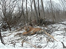 13 конфликтных тигров отловили в Хабаровском крае с начала года