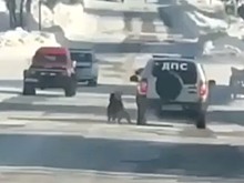 Российские полицейские привязали собаку к машине и устроили ей тренировку