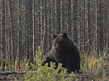 На ямальской трассе заметили семью медведей