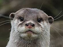 Дрессированная выдра помогла полиции в поисках пропавшей женщины