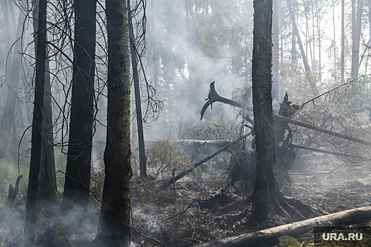 Климатолог Клименко предупредил об увеличении пожароопасного сезона