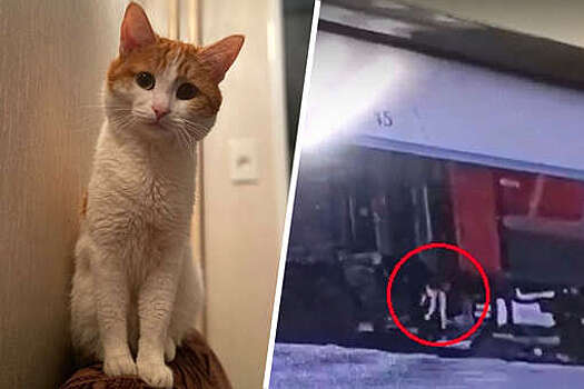 Бастрыкин поручил следователям проверить детали инцидента с котом Твиксом
