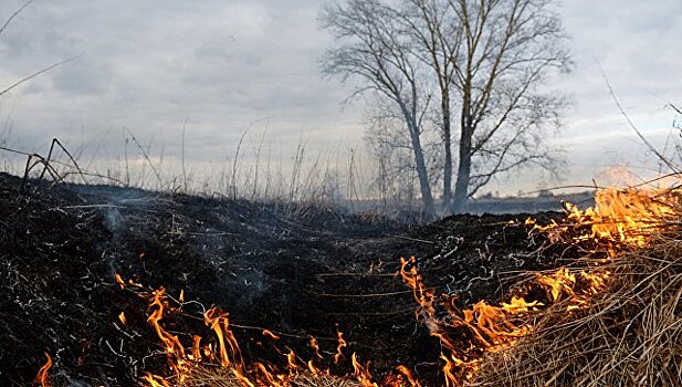 В Омской области возбуждено дело против поджигателя травы