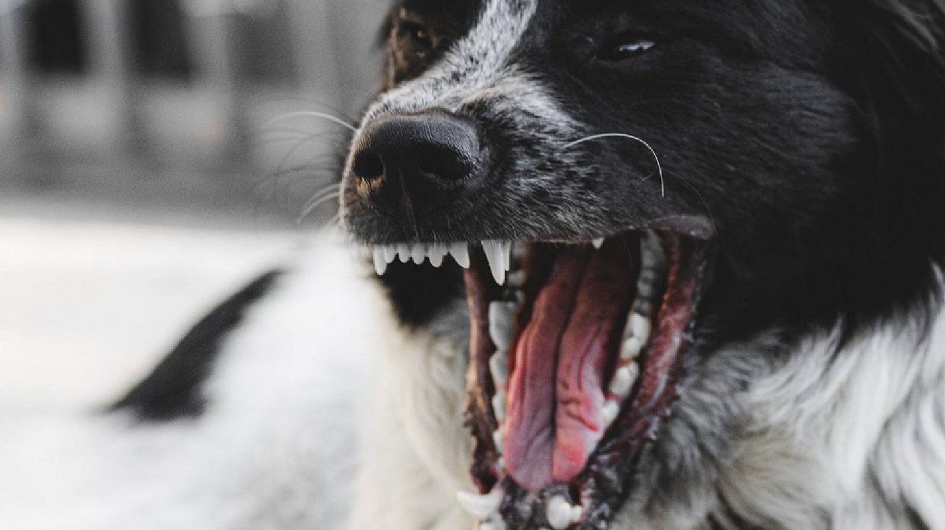 Нападением собак на школьника в Пензе занялся глава Следкома России