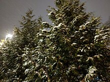 В Савеловском районе открылись ёлочные базары