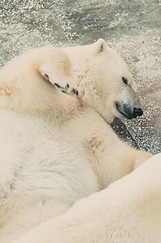 В зоопарке Челябинска пройдет «Медвежья рыбалка»