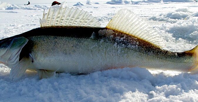 А где же судаки? Балтийская яма и окресности. 03.03.24 РыбаLOVE Дзен