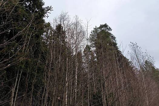 На Украине мобилизованного нашли мертвым после посещения ТЦК